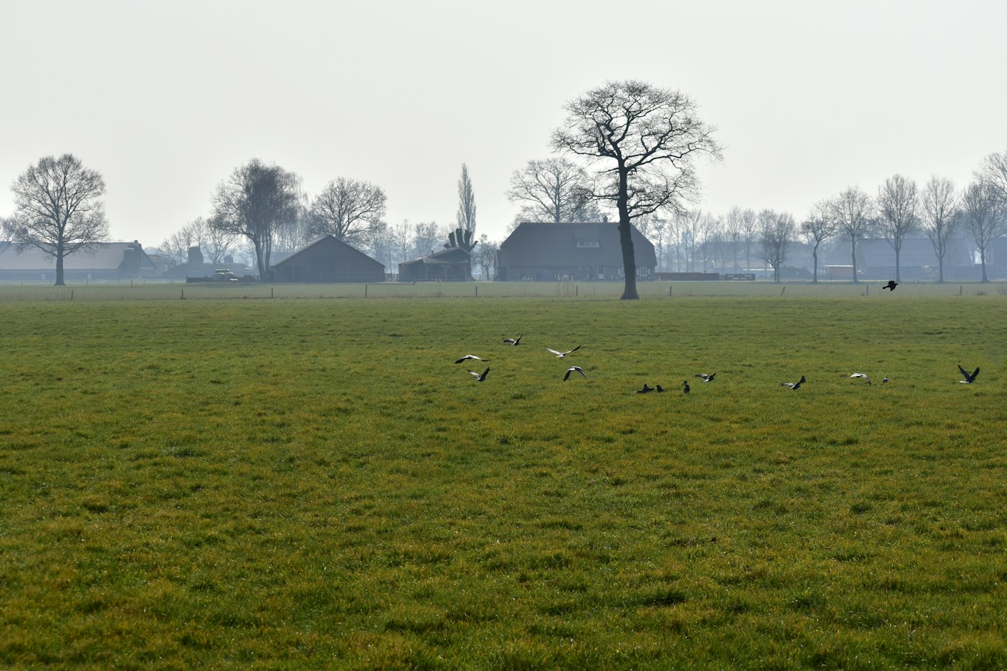 Birds fly over a green field with farm buildings nearby.