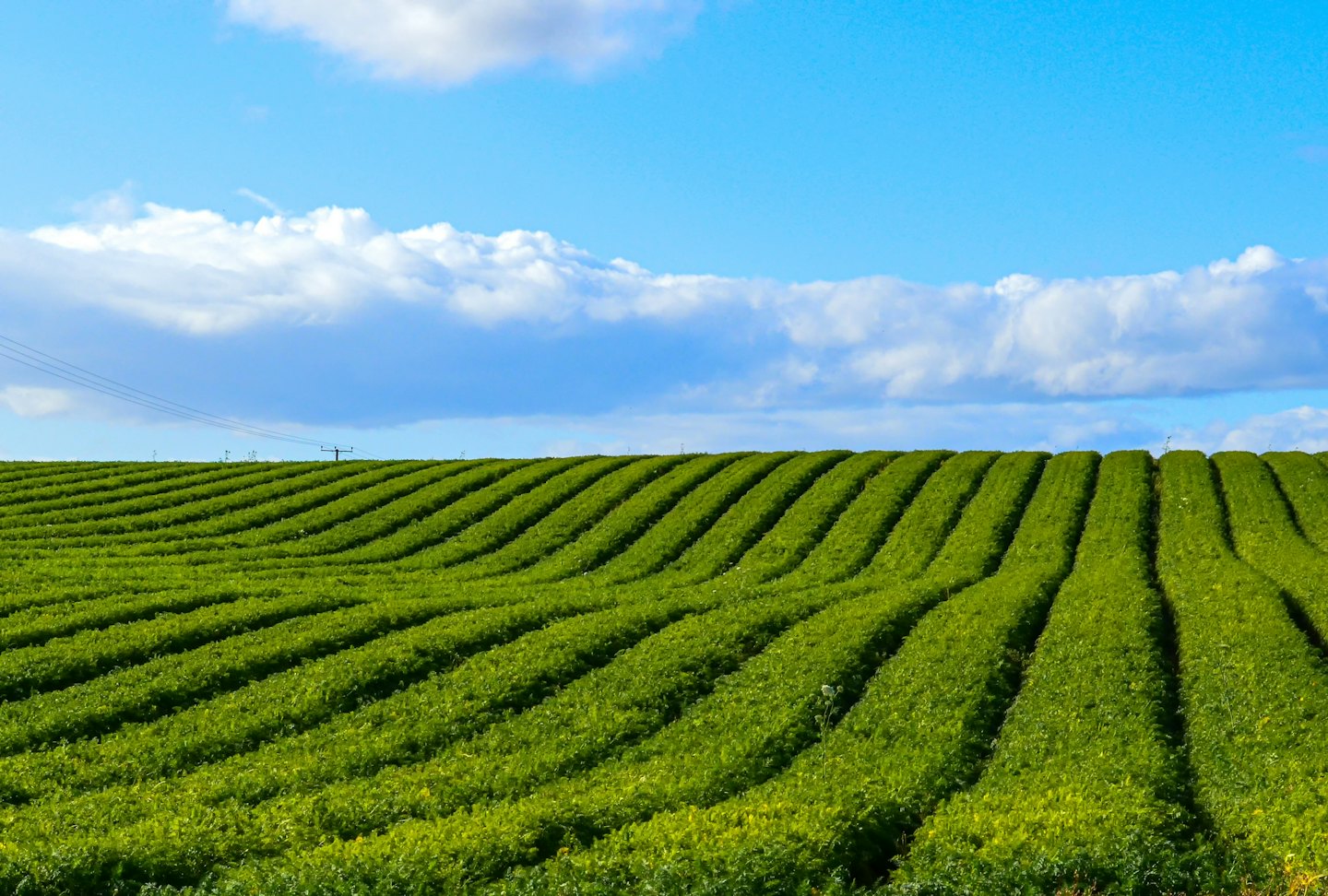 Rows of green crops stretch across a sunny field under a blue sky.