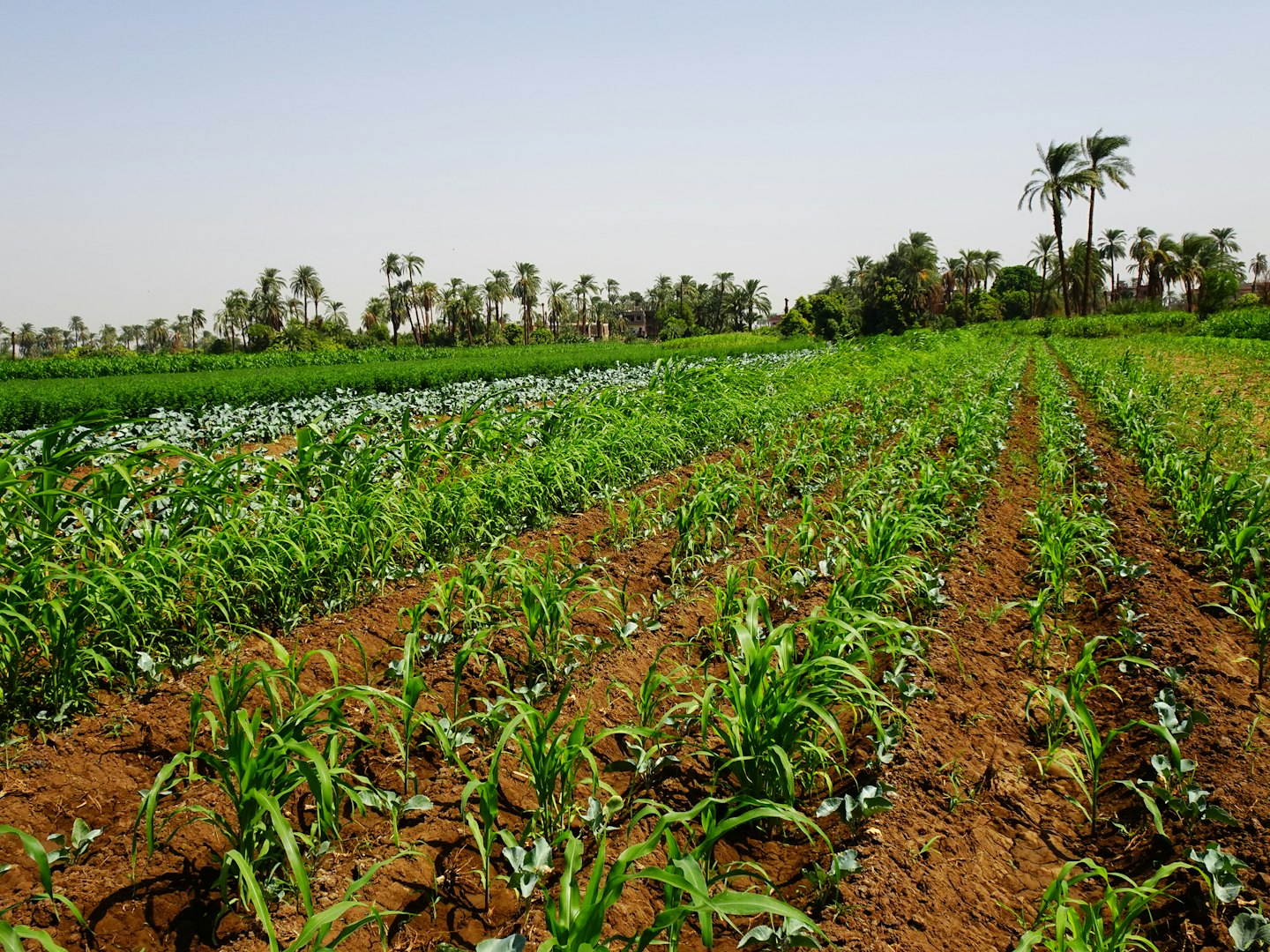 Rows of green crops grow in brown soil on a farm.