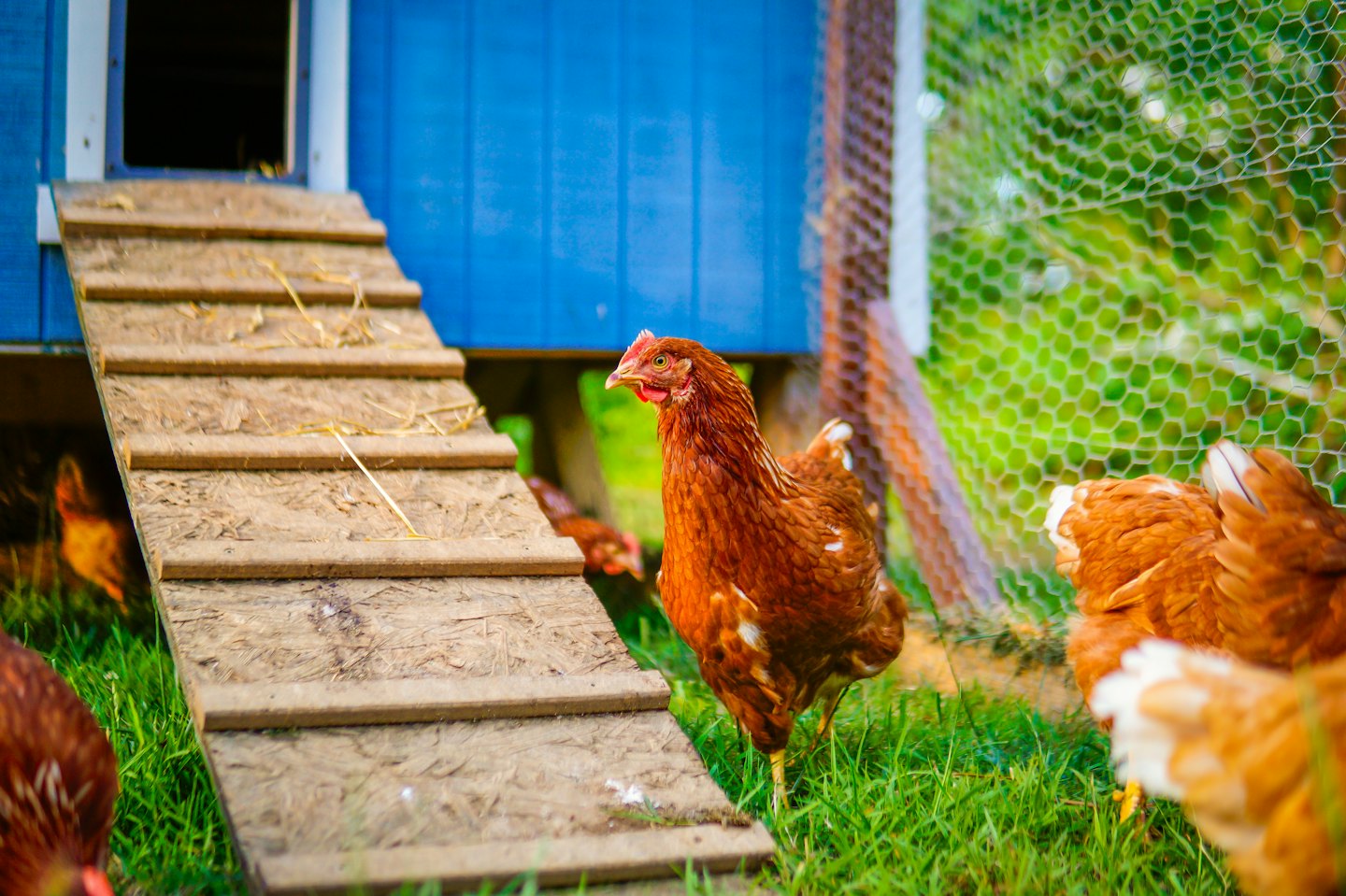 Brown chickens stand on grass beside a blue wooden coop.