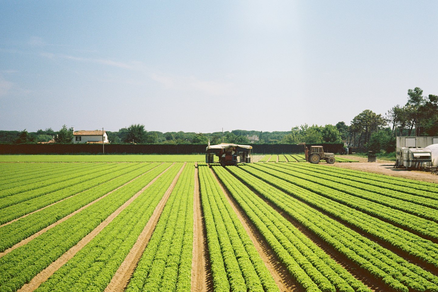 Green crop rows in a field with a harvesting machine and tractor.