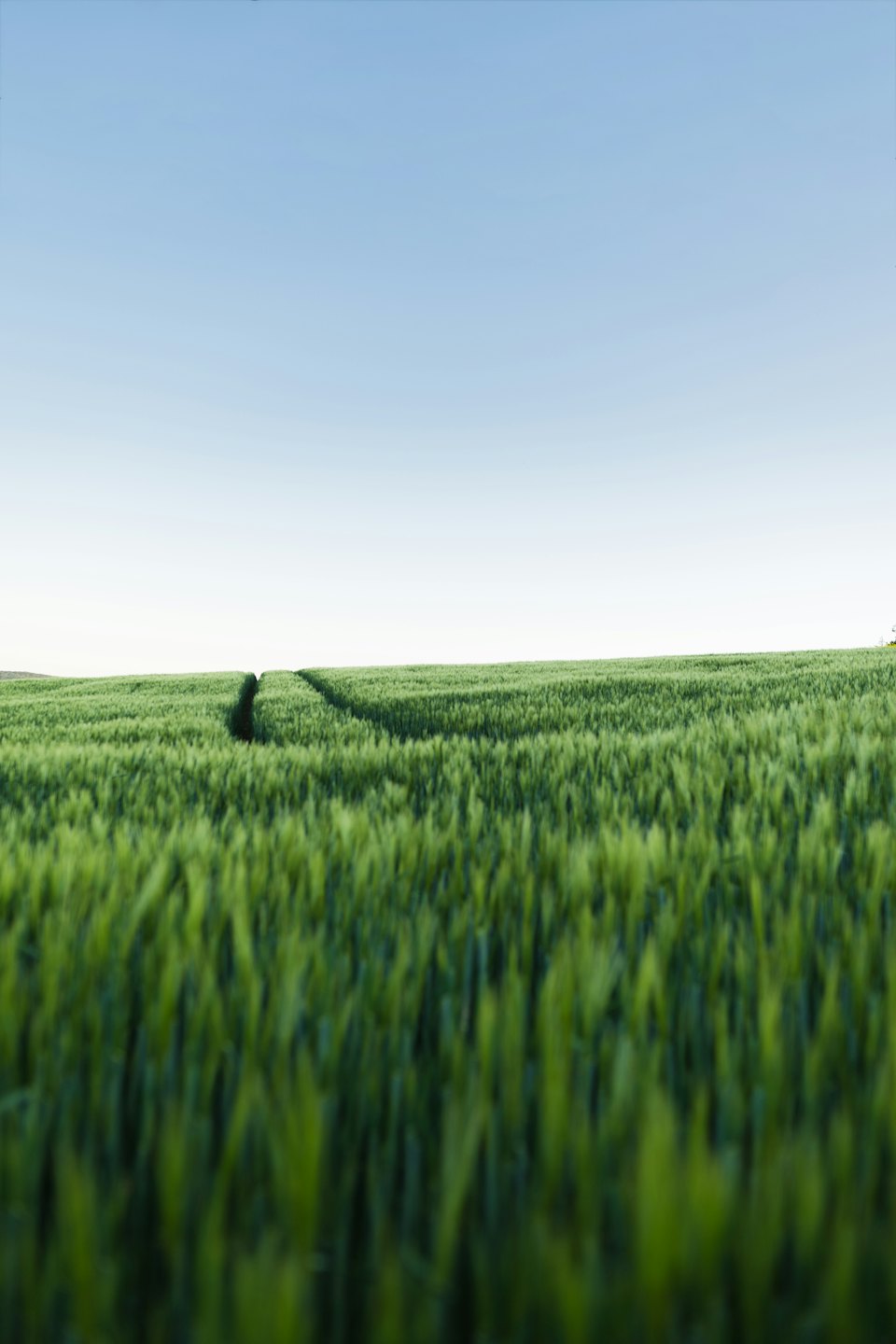Green crop field with a winding path under a blue sky.