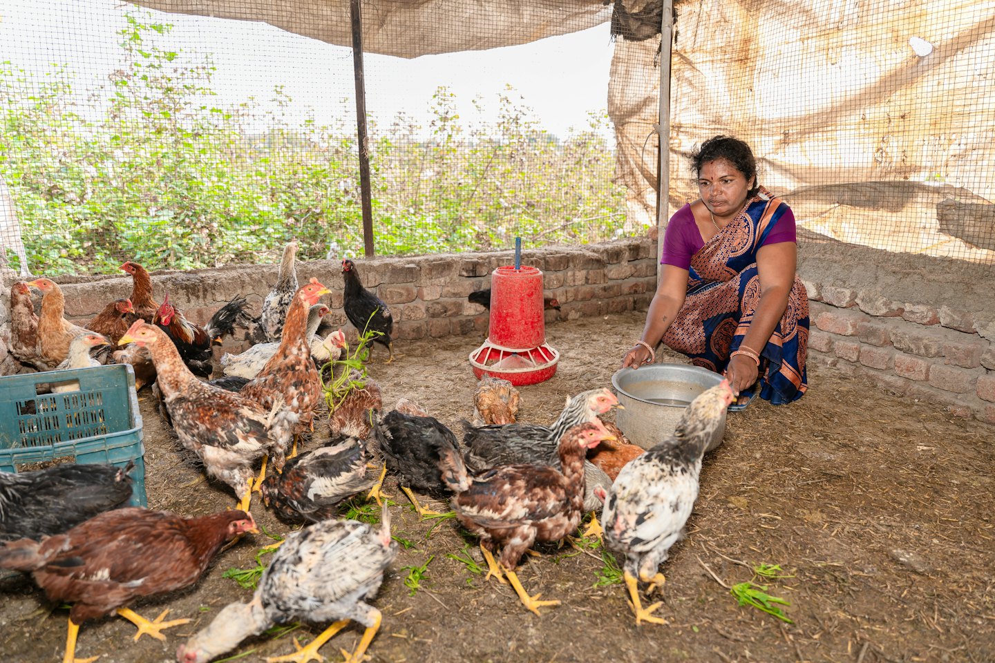 A woman crouching in a poultry pen feeding water to chickens.