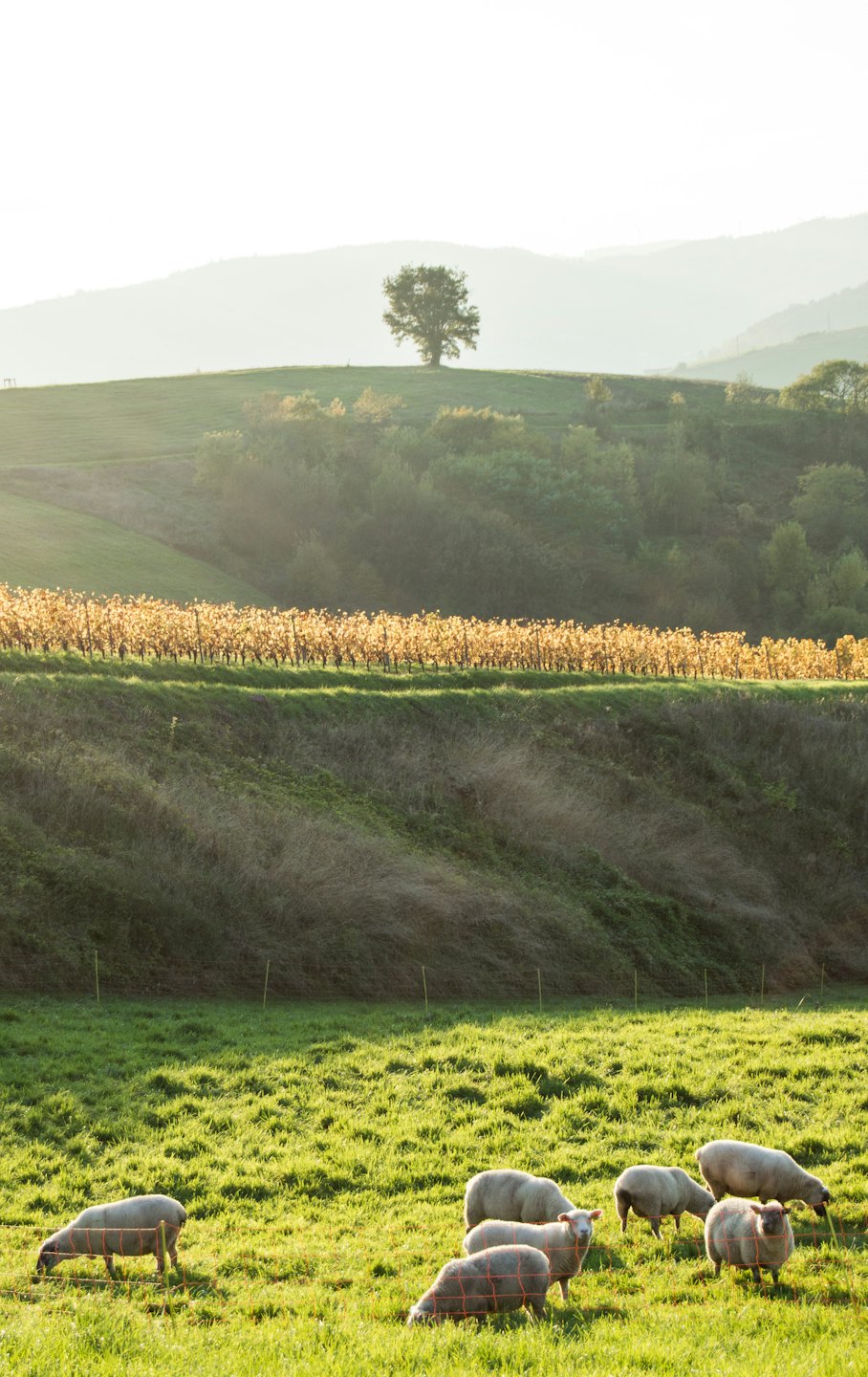 Sheep graze in a pasture before a vineyard and hills.