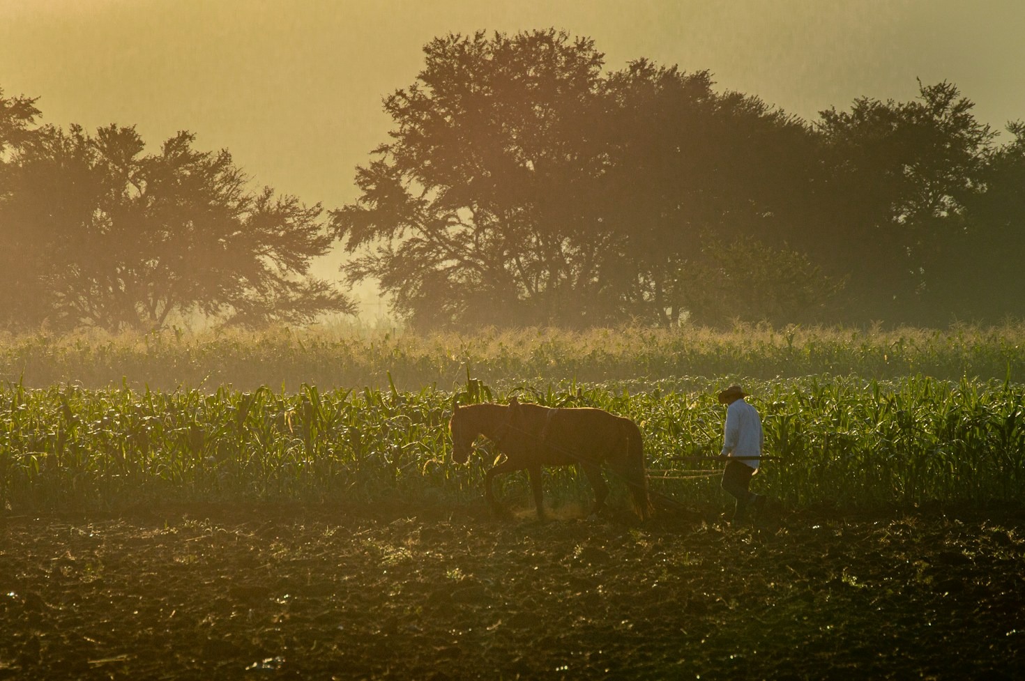 From Pasture to Plate: The Journey of Ethical Livestock
