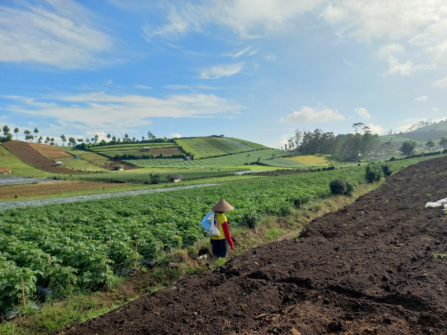 How to Choose the Freshest Farm-Grown Groceries