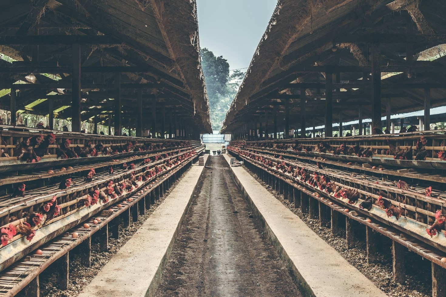 A Guide to Storing Farm-Fresh Frozen Foods