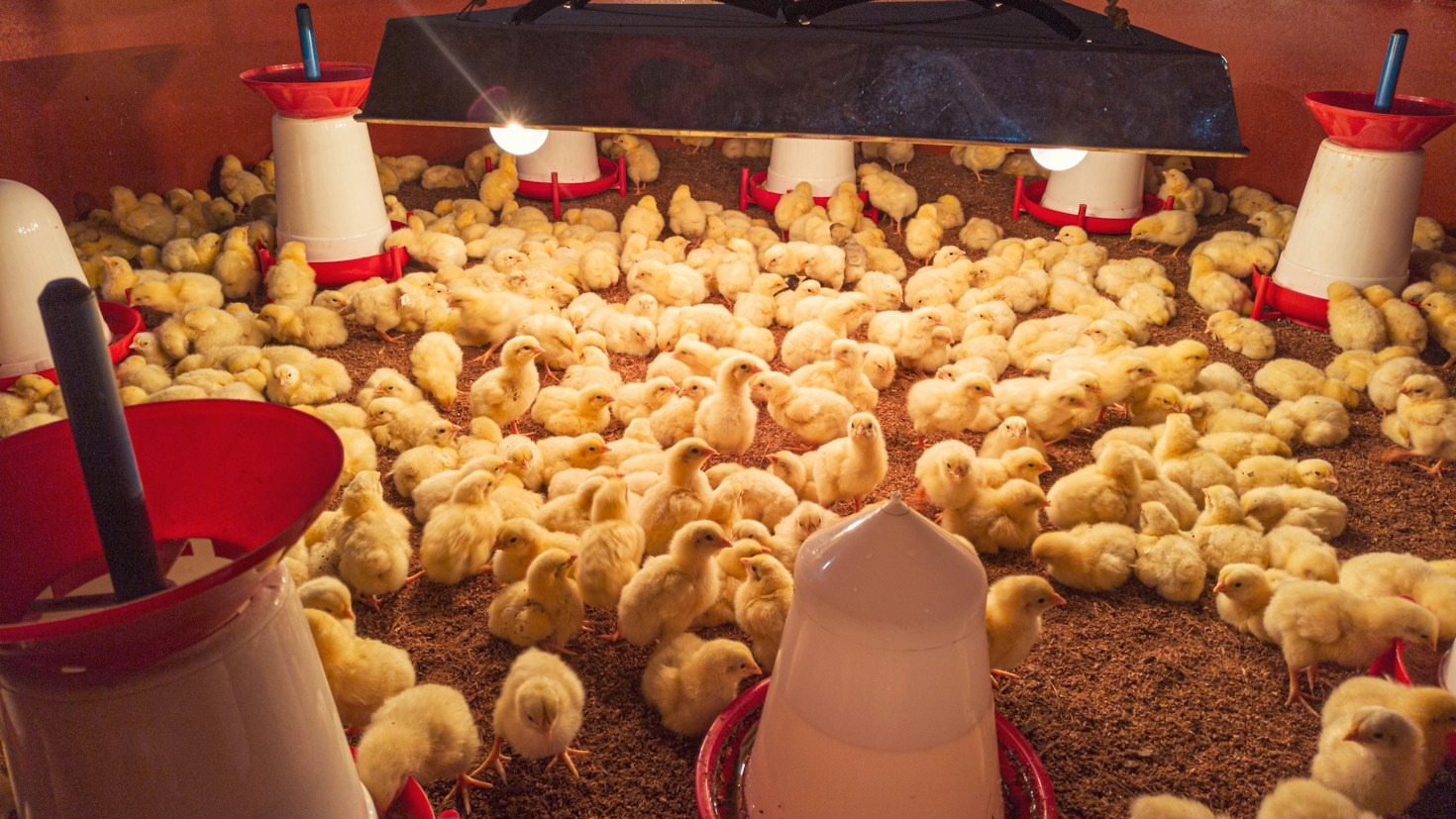Inside GreenCrest: Innovative Poultry Farming Standards